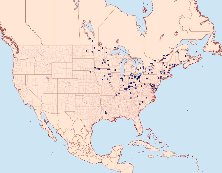 Distribution Data for Macrochilo absorptalis