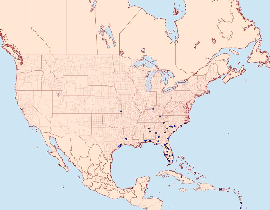 Distribution Data for Hormoschista latipalpis
