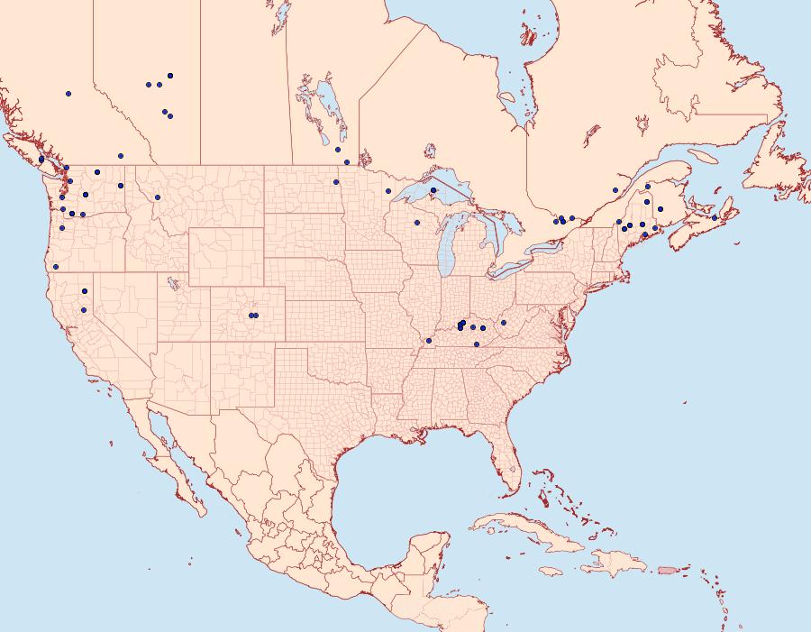 Distribution Data for Nycteola frigidana