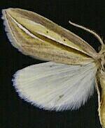 Doryodes spadaria