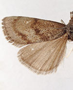 Pediasia browerellus