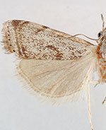 Microcrambus matheri