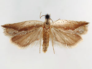 Ancylis diminuatana