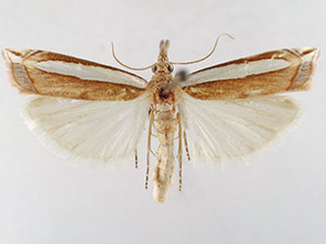 Crambus sperryellus