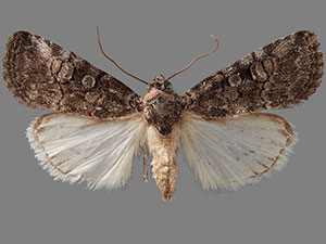 Sympistis subsimplex
