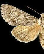 Acronicta americana