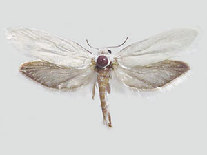 Tegeticula corruptrix
