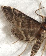 Steniodes declivalis