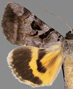 Catocala slotteni