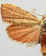 Parachma ochracealis