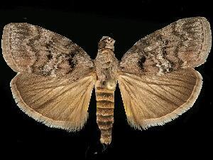Pococera asperatella