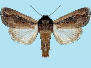 Dargida quadrannulata