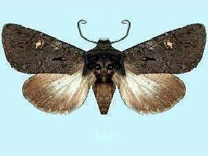 Tricholita elsinora