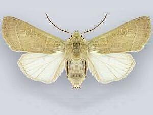 Dichagyris lobato