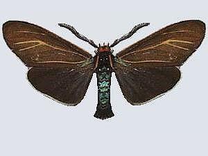 Ctenucha cressonana