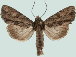 Apamea perpensa