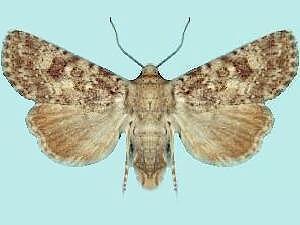 Aseptis catalina