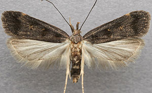 Dichomeris levisella