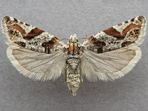 Eucosma insignata