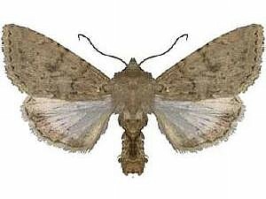 Scotogramma fieldi