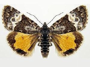 Annaphila vivianae
