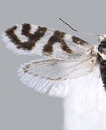 Prodoxus mapimiensis