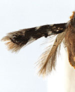 Bucculatrix callistricha