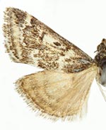 Loxostege kearfottalis