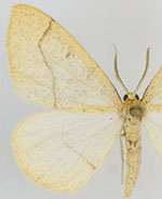 Lambdina phantoma