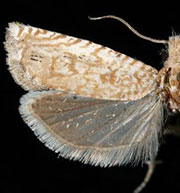 Pelochrista comatulana