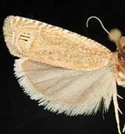 Pelochrista galenapunctana