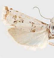 Pelochrista candida