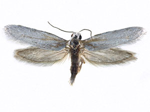 Prodoxus gypsicolor
