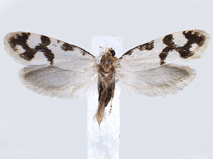Prodoxus sonorensis