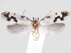Prodoxus sonorensis