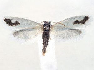 Prodoxus carnerosanellus