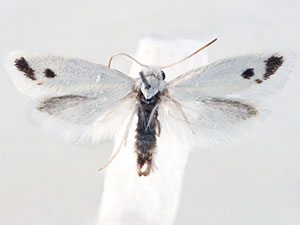Prodoxus carnerosanellus