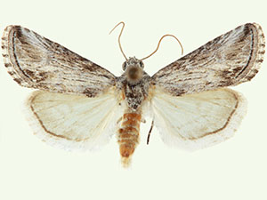 Sympistis gracillinea