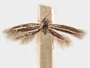 Landryia albilineata