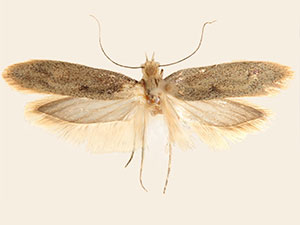 Ypsolopha oliviella
