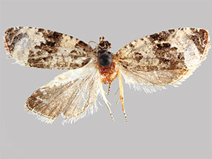 Olethreutes buckellana