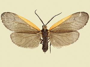 Pyromorpha caelebs