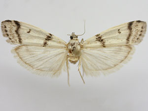 Myelopsoides venustus