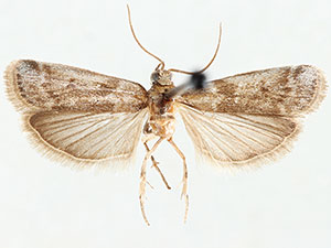 Baphala homoeosomella