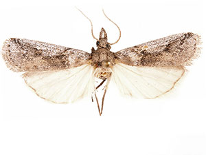 Alberada bidentella