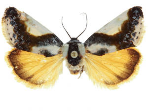 Tarache delecta
