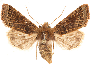Agrochola lunosa
