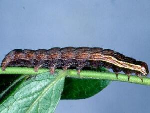 Sympistis dentata