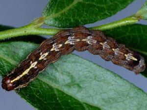 Sympistis dentata