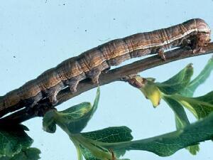 Sympistis piffardi